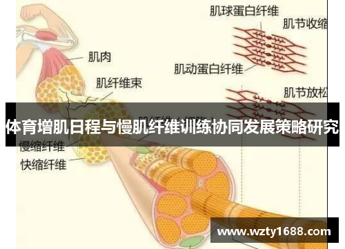 体育增肌日程与慢肌纤维训练协同发展策略研究